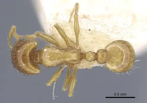 Strongylognathus testaceus - CASENT0917084