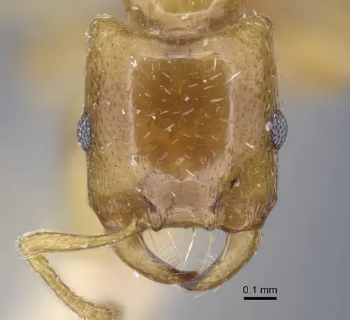 Strongylognathus testaceus - CASENT0917084