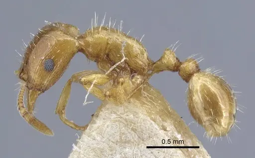 Strongylognathus testaceus - CASENT0917084