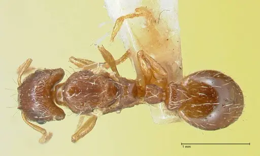 Strongylognathus testaceus - FOCOL2109