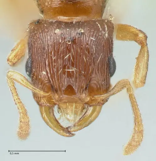 Strongylognathus testaceus - FOCOL2109