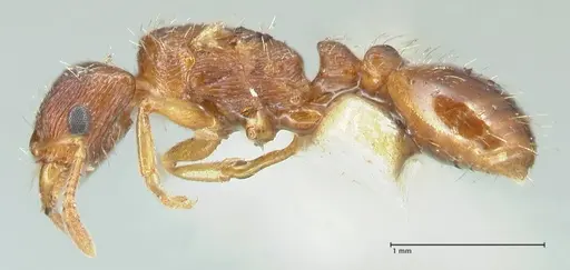Strongylognathus testaceus - FOCOL2109