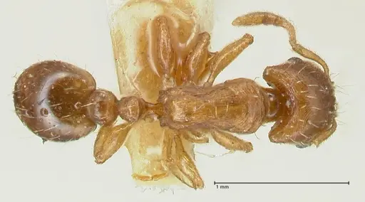 Strongylognathus testaceus - FOCOL2110