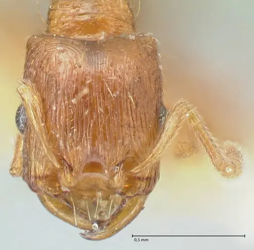 Strongylognathus testaceus - FOCOL2110