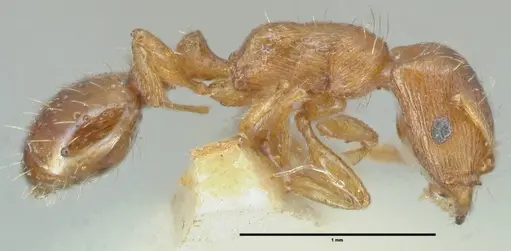 Strongylognathus testaceus - FOCOL2110