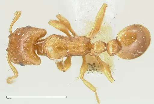 Strongylognathus testaceus - FOCOL2111