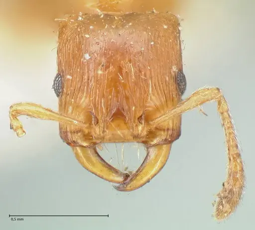 Strongylognathus testaceus - FOCOL2111