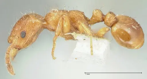Strongylognathus testaceus - FOCOL2111