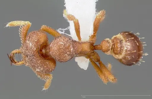 Strumigenys abdera specimen