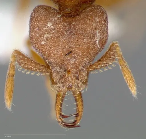 Strumigenys abdera specimen