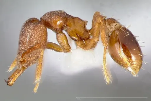 Strumigenys abdera specimen