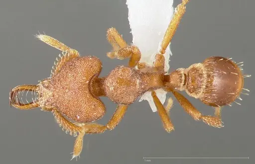 Strumigenys abdera - CASENT0005466