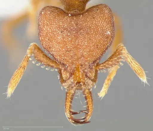 Strumigenys abdera - CASENT0005466