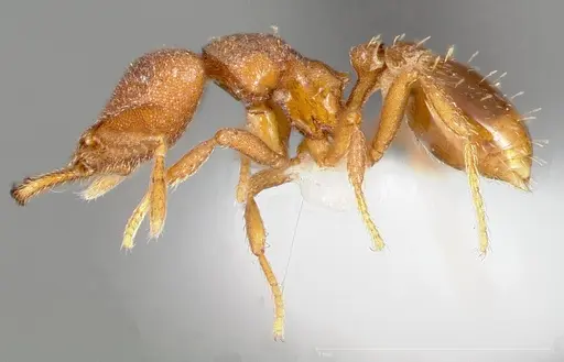 Strumigenys abdera - CASENT0005466