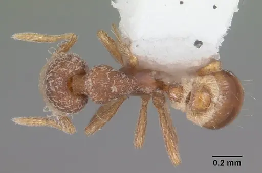 Strumigenys abdera - CASENT0104279