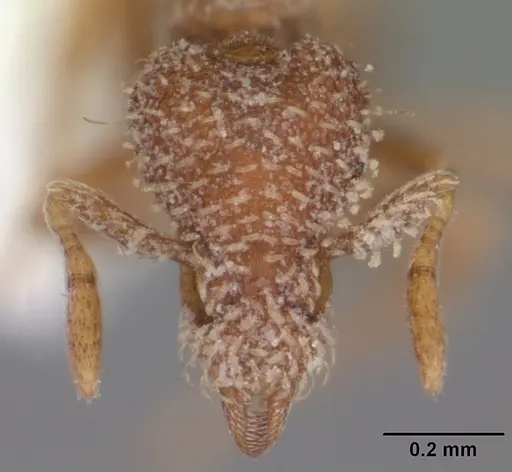 Strumigenys abdera - CASENT0104279