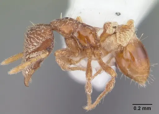 Strumigenys abdera - CASENT0104279