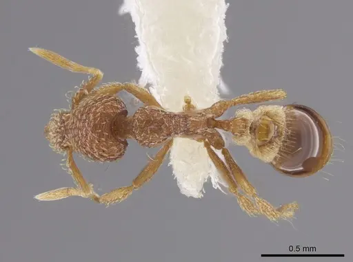 Strumigenys abdera - CASENT0648329