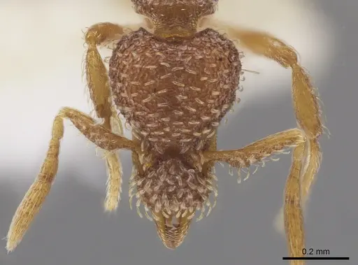 Strumigenys abdera - CASENT0648329