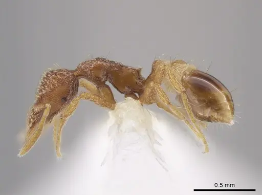 Strumigenys abdera - CASENT0648329