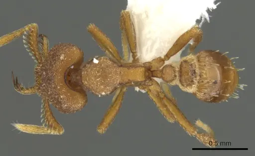 Strumigenys abdera - CASENT0900641