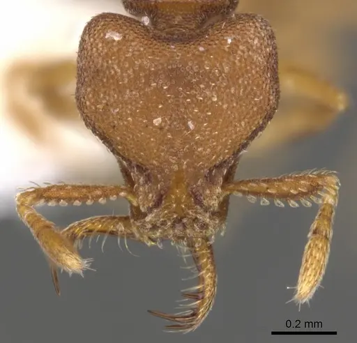 Strumigenys abdera - CASENT0900641