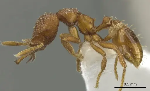 Strumigenys abdera - CASENT0900641