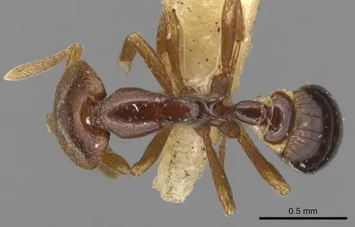Strumigenys abditivata specimen