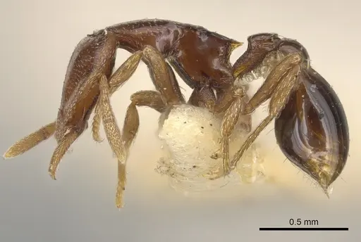 Strumigenys abditivata specimen