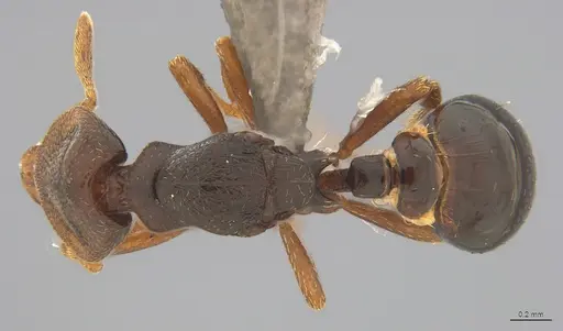 Strumigenys abditivata - CASENT4036188