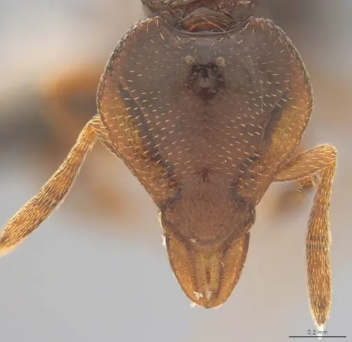 Strumigenys abditivata - CASENT4036188