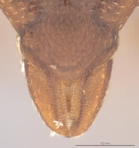 Strumigenys abditivata - CASENT4036188