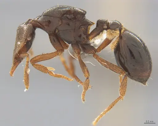 Strumigenys abditivata - CASENT4036188