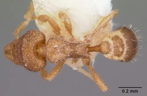 Strumigenys acheron specimen