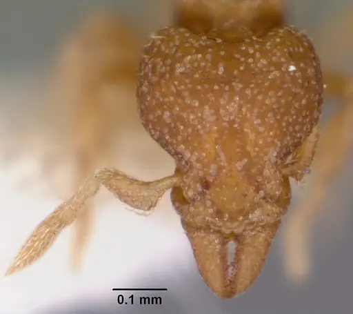 Strumigenys acheron specimen