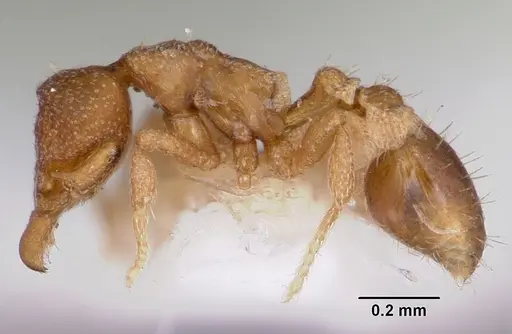 Strumigenys acheron specimen