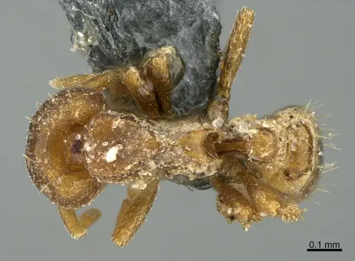 Strumigenys acheron - CASENT0725911