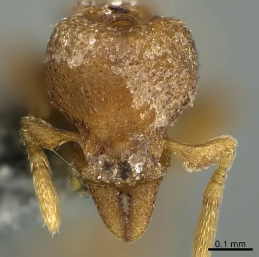 Strumigenys acheron - CASENT0725911