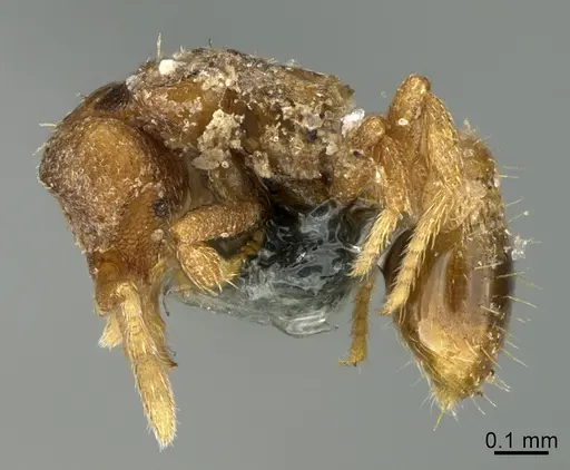 Strumigenys acheron - CASENT0725911