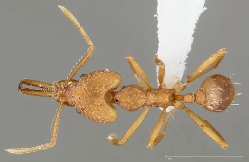 Strumigenys actis specimen