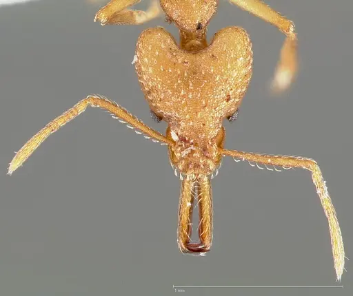 Strumigenys actis specimen