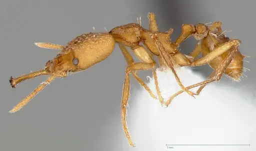 Strumigenys actis specimen