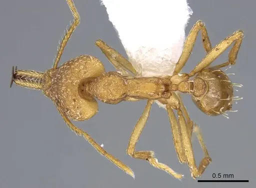 Strumigenys actis - CASENT0914759