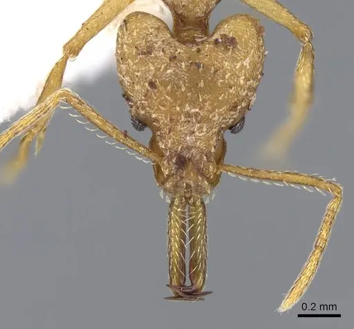 Strumigenys actis - CASENT0914759