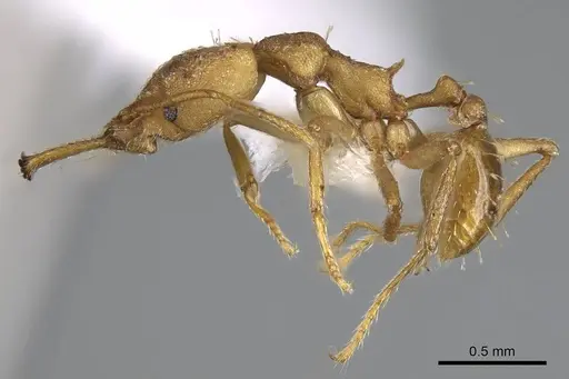 Strumigenys actis - CASENT0914759