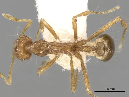 Strumigenys acubecca specimen