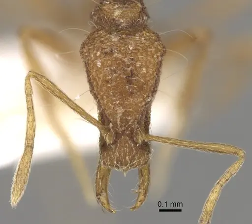 Strumigenys acubecca specimen