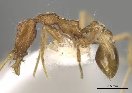 Strumigenys acubecca specimen