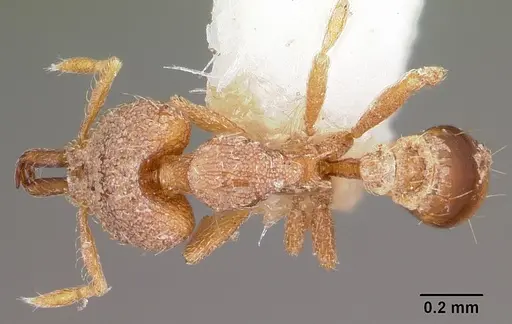 Strumigenys adiastola specimen