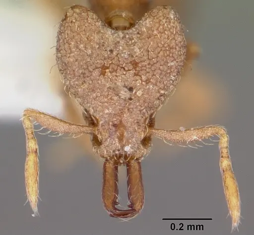 Strumigenys adiastola specimen